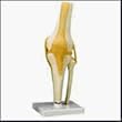 Functional Knee Joint Model A82