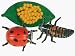 Ladybug Lifecycle Stages by Insect Lore