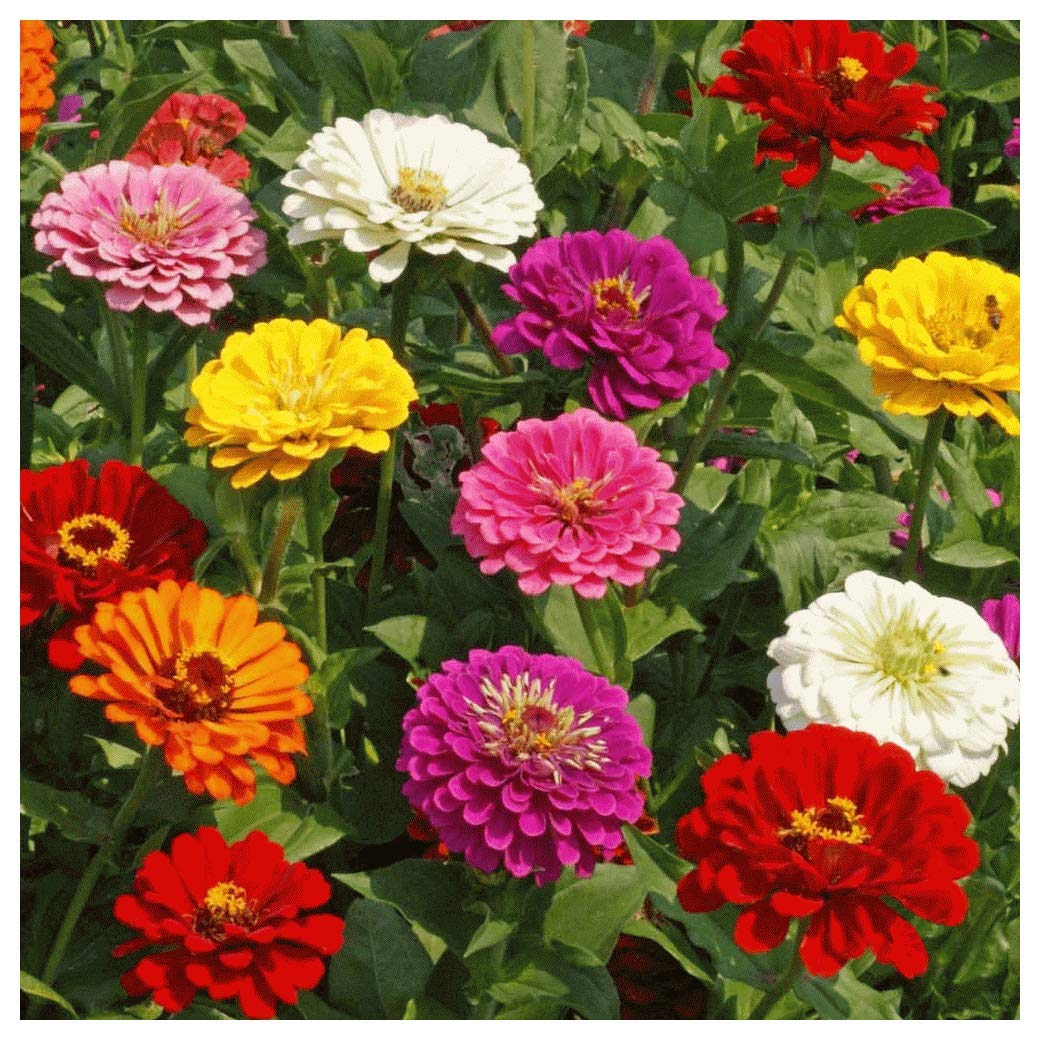 wildflowers and wildflower seed sold direct by the producer at Farmers