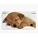 Cute Sleepy Puppy Decorative Protector Skin Decal Sticker for Nintendo DSi