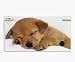 Cute Sleepy Puppy Decorative Protector Skin Decal Sticker for Nintendo DSi