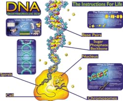 DNA Poster Set