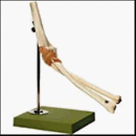 Functional Model Of The Elbow Joint