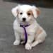 dog puppy app