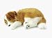 The Perfect Pet For Scuba Divers Collie Puppy Bundle