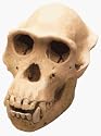 Chimpanzee Skull Replica