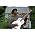 Thumbnail image of Eric Bibb
