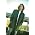 Thumbnail image of John Waite