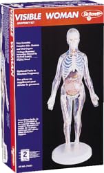 Visible Woman Anatomy Model