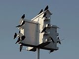 Purple Martin Bird House , The Ultimate with Pole
