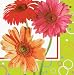Creative Converting Vibrant Daisies 2-Ply Beverage Napkin - 240 Count