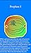 Cell Division