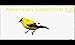 Identifying Backyard Birds of America - Kindle Edition