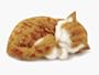 Perfect Petzzz Orange Tabby Kitten Bundle