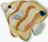 Siro Designs #SD67-112 2.25 YEL/ORG Fish Knob