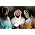 Vignette de Akron/Family