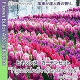 【大人気のお徳用セット】ガーデン・ヒヤシンス・30球セット 甘い香りで人気【秋植え球根】