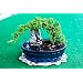 Books . . on Bonsai ! *