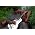 Thumbnail image of Eric Bibb