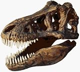 Skullduggery 0239 Tyrannosaurus Rex Skull Replica