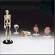 Teaching Set Of 5 Models-CHMS