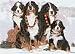 Pipsqueak Productions C523 Holiday Boxed Cards- Bernese Mountain Dog