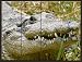 Alligator - Upclose Ceramic Tile Mural