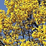 国華園　花木苗　イぺー　1株