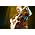 Andy McKee のサムネイル画像