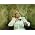 Vignette de Marianne Faithfull
