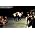 Thumbnail image of Band of Skulls