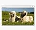 golden_retriever2golden retriever - Animal Kingdom Golden Retriever Decorative Protector Skin Decal