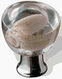Siro Designs #SD80-122 1.35 Beige Shell Knob