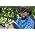 Thumbnail image of Toby Keith