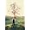 Vignette de Andrew Bird