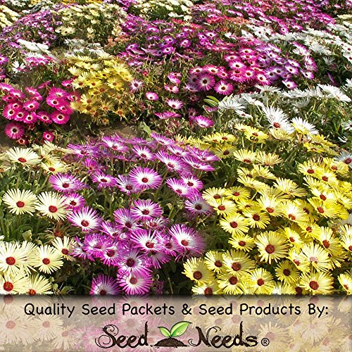 2,500 Seeds, Ice Plant 2,500 Seeds, Ice Plant