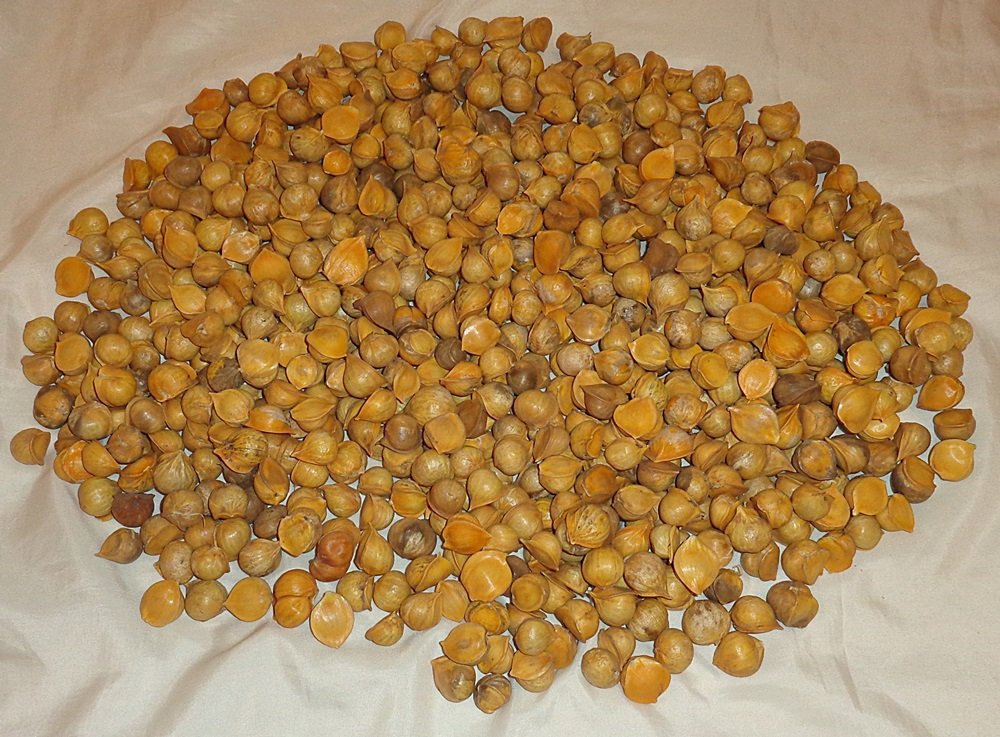 Amazon.com: Japanese Garlic - Ajo Japones (100% Natural) Count Per ...