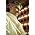 Thumbnail image of Andrea Bocelli