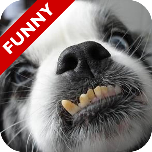 Funny People Falling