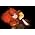 Thumbnail image of Björk