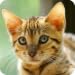 Raising Bengal Kittens