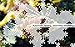 Aquarium Fish 2 Jigsaw Puzzles