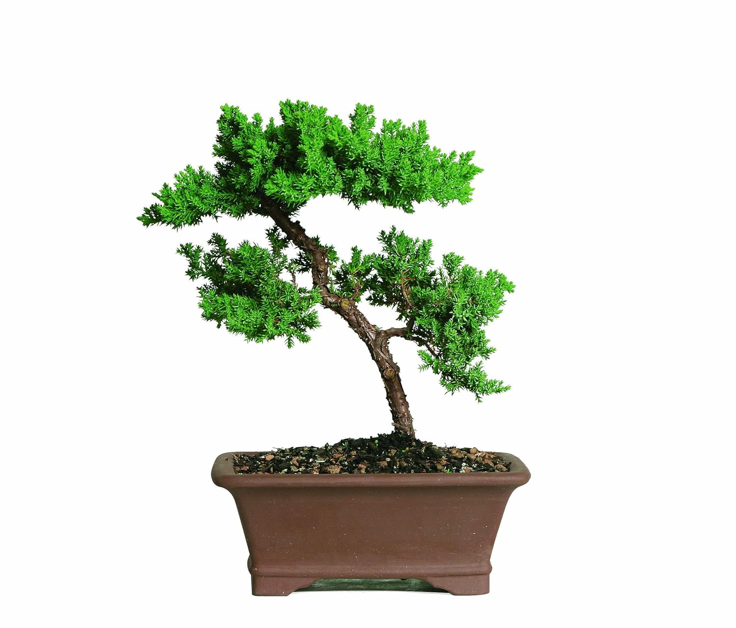 Mature Dwarf Bonsai Tree Juniper Procumbens Nana Tree POT Starter
