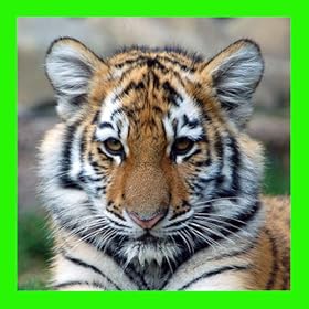 Tigers: Jigsaw Puzzles