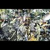 Diamon Eyes Album Trailer