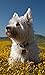 Cute Dogs Jigsaw Puzzles (Ads Free)