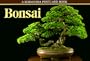 Bonsai (Kodansha postcard books)