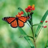 Butterfly Jigsaw Puzzle Game ~ MonkeyPunch