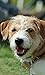 Dog Sounds