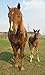 Horses Jigsaw Puzzles (Ad-Free)